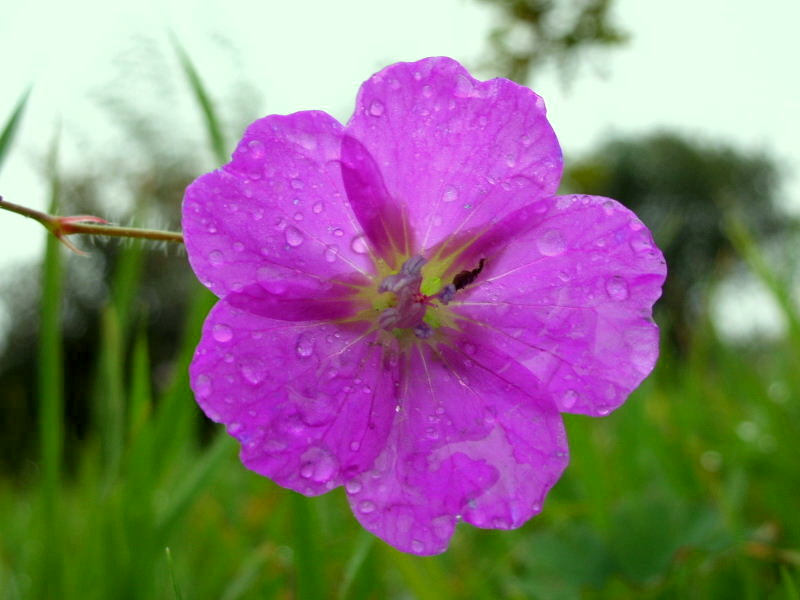 Geranium sanguineum / Geranio sanguigno
